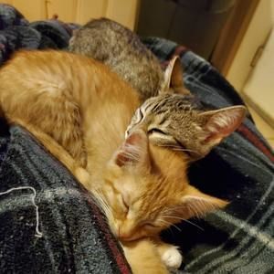 Meet your Posher, Angel